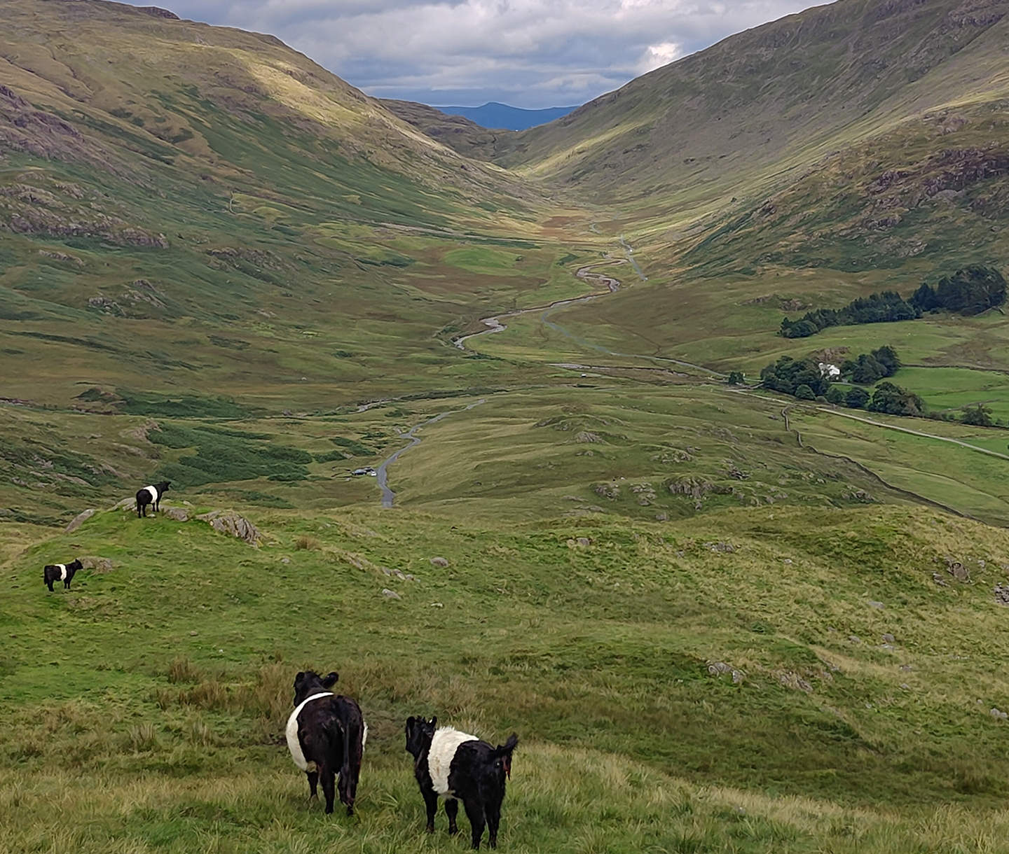 Valley in lake district with some cows