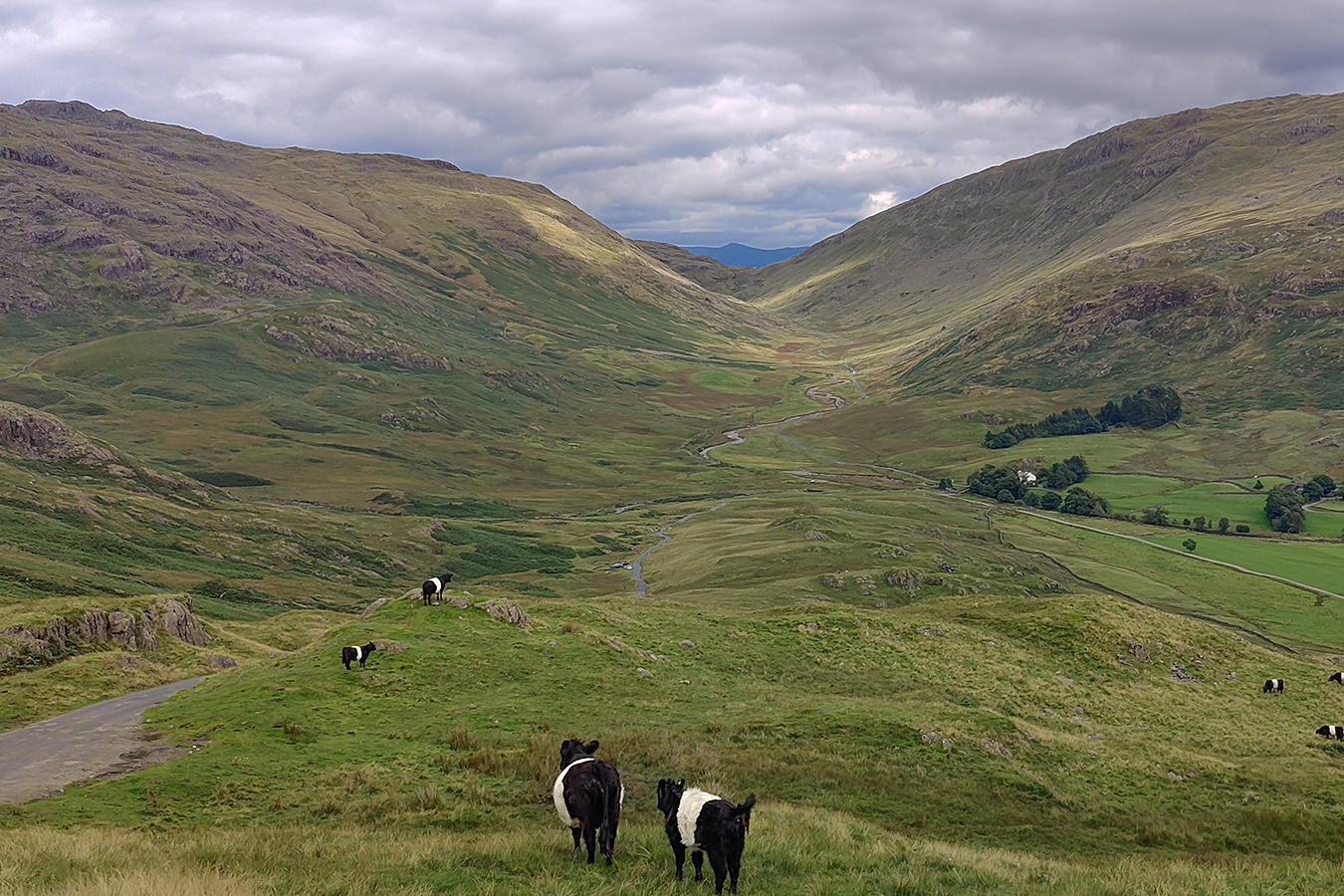 Valley in lake district with some cows